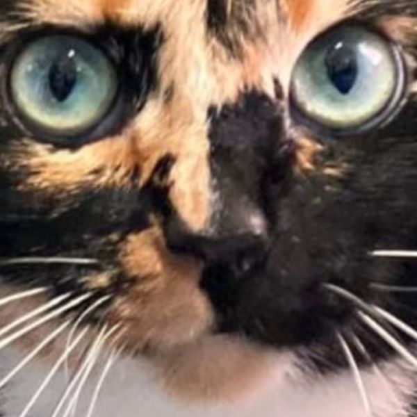 Floortje uit Drachten zoekt een Kattenoppas