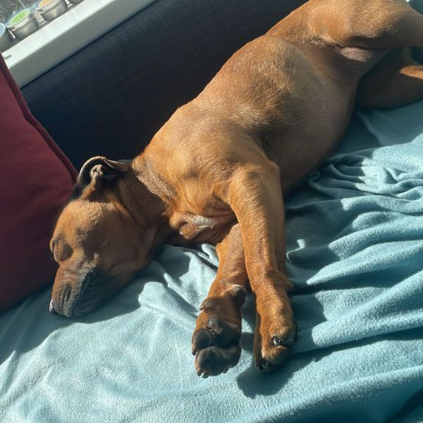 Lola uit Zoetermeer zoekt een Hondenoppas
