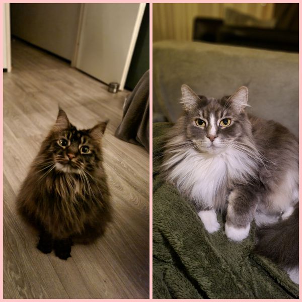 Oscar, Noortje uit Boxmeer zoekt een Kattenoppas