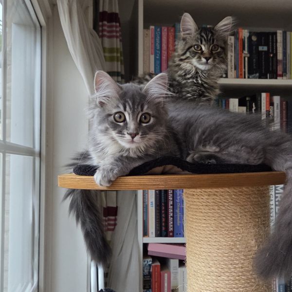 Lucy & Maze uit Utrecht zoekt een Kattenoppas
