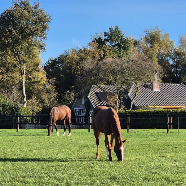 Huisdierenoppas Monique uit Epe