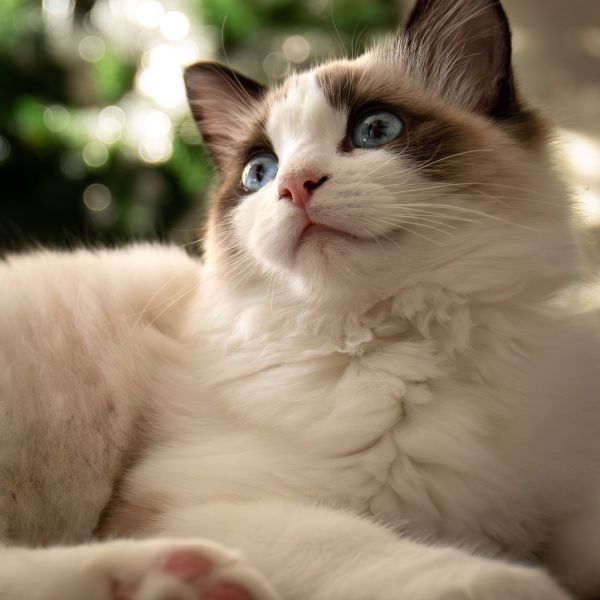 Bindi uit Panningen zoekt een Kattenoppas