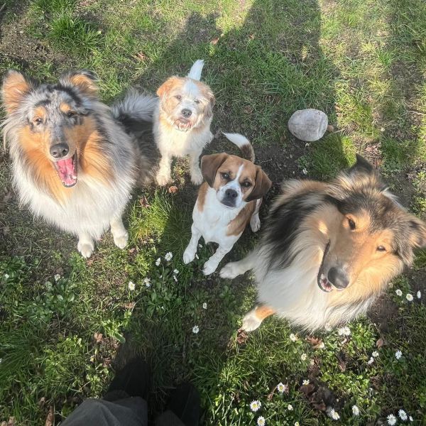 Milly, Max, Loki uit Achthuizen zoekt een Hondenoppas