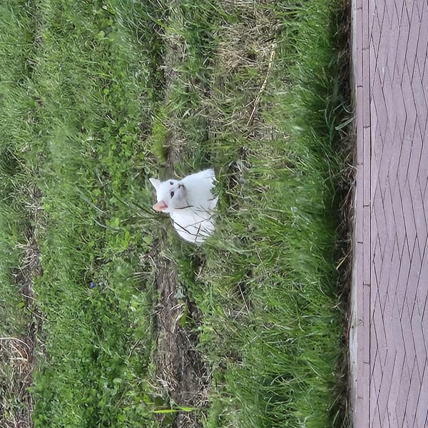 Moos, Sam uit Zevenbergen zoekt een Kattenoppas