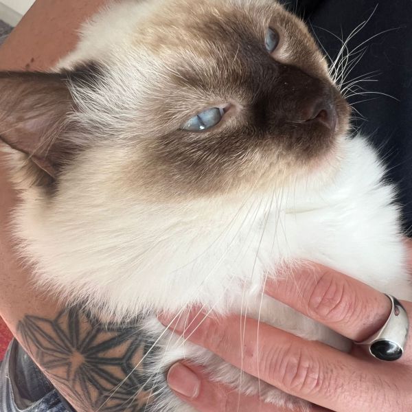 Sneeuwtje uit Beuningen, Gld zoekt een Kattenoppas
