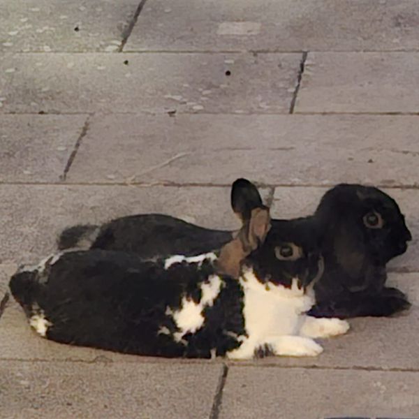 Olaf ( de voorste op de foto), Pip ( de achterste op de foto), Luna uit Almere zoekt een huisdierenoppas
