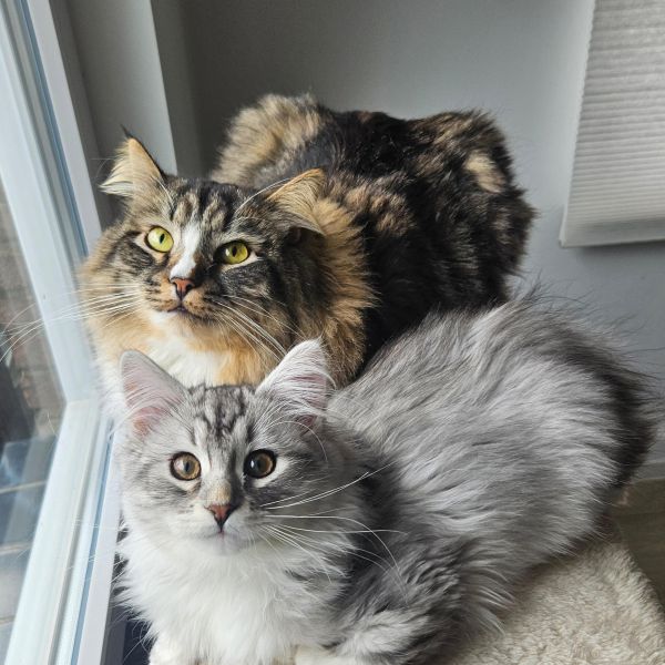 Ozzy, Lemmy uit Maastricht zoekt een Kattenoppas