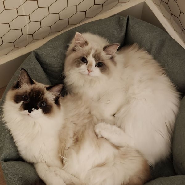 Myla en Marley uit Woerden zoekt een Kattenoppas