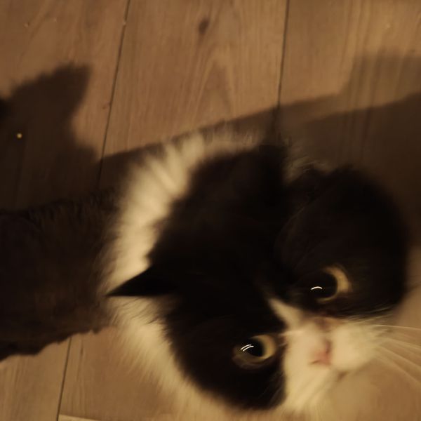 Bubbelz, Lizz uit Sliedrecht zoekt een Kattenoppas