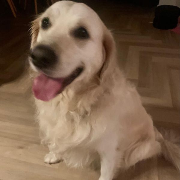 Pablo uit Velp zoekt een Hondenoppas