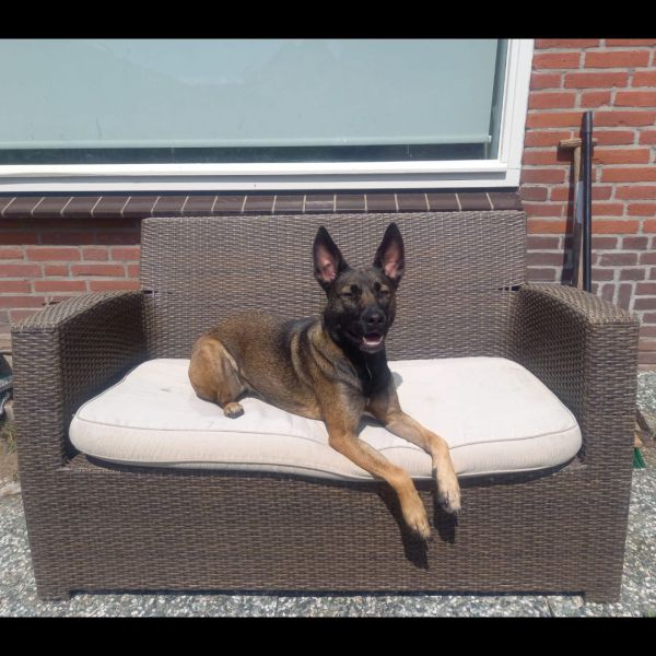 Khalani uit Vinkeveen zoekt een Hondenoppas