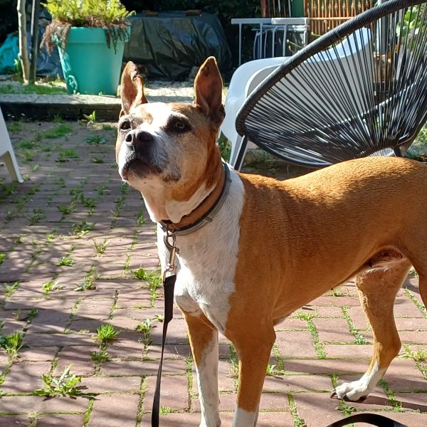 Lizzy uit Maasdam zoekt een Hondenoppas