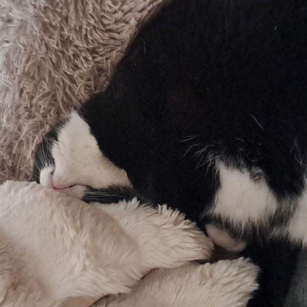 Joe, Jack uit Almelo zoekt een Kattenoppas