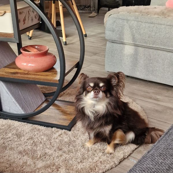 Ace, Toulouse, Figaro uit Beverwijk zoekt een huisdierenoppas