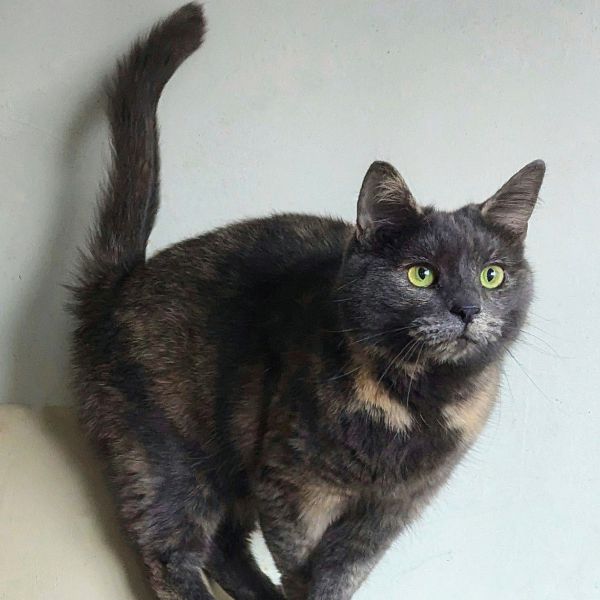Maud, Bella, Igor uit Hoorn zoekt een Kattenoppas