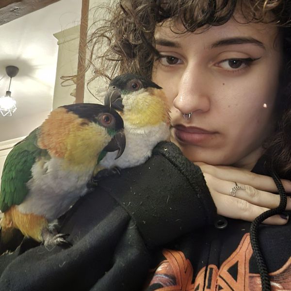 Vogeloppas Carisia uit Haarlem