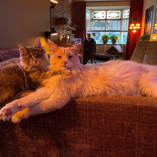 Elmo, Siep uit Enschede zoekt een Kattenoppas