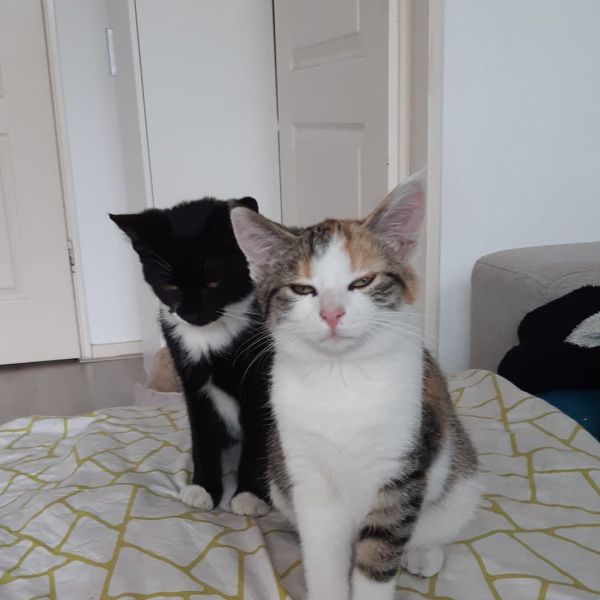 Kattenoppas Jacqueline uit Meppel