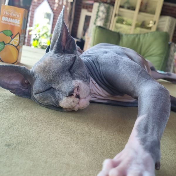 Huisdierenoppas Romy uit Sittard