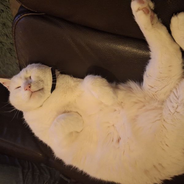 Odie, Chippie uit Deventer zoekt een Kattenoppas