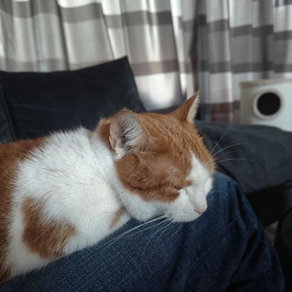 Nala uit Leerdam zoekt een Kattenoppas
