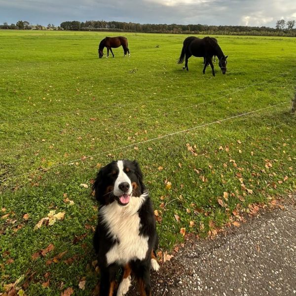 Roxy, Kentucky, Zeppelin uit Slagharen zoekt een huisdierenoppas