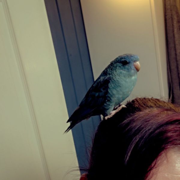 Eddy uit Amstelveen zoekt een Vogeloppas