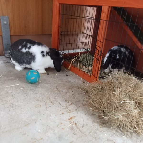 Bambi, Feline uit Zeist zoekt een Knaagdierenoppas