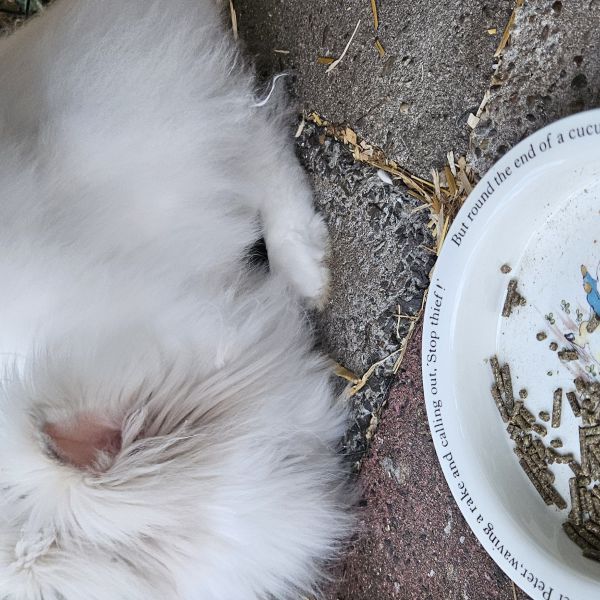 Snoet, Fluffy uit Soest zoekt een Knaagdierenoppas