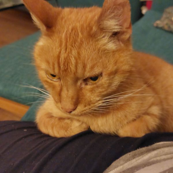 Moos uit Lelystad zoekt een Kattenoppas