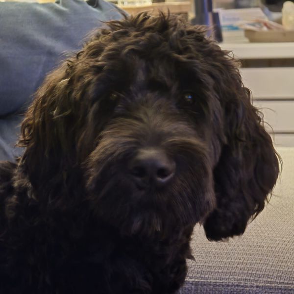 Maisy uit Nijmegen zoekt een Hondenoppas