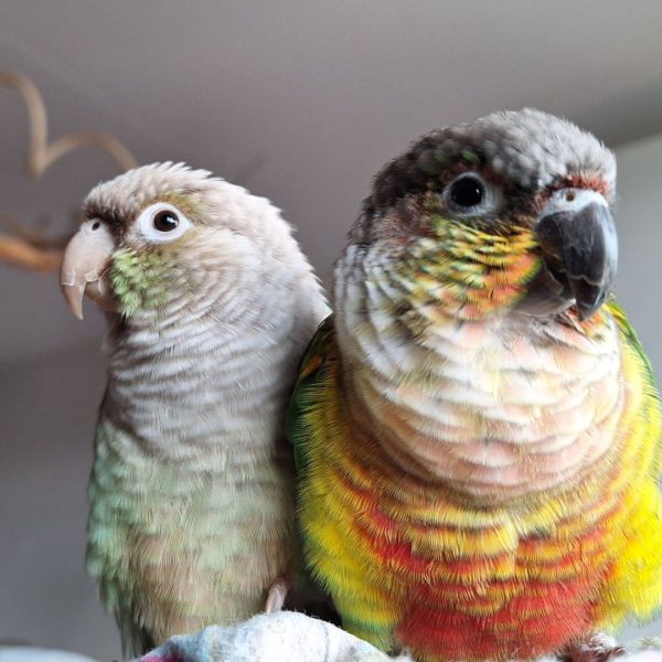 Jaap, Nel, Alice uit Spijkenisse zoekt een huisdierenoppas