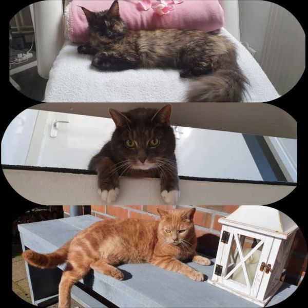 Marianne Bloem, Marianne Bloem uit Hoogeveen zoekt een Kattenoppas