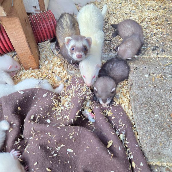 Draak, Frettjes, Fred&edgar uit Uitgeest zoekt een huisdierenoppas