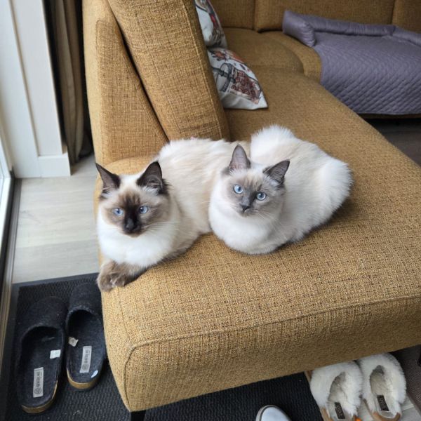 Larissa Van Oosterhout uit Middelharnis zoekt een Kattenoppas