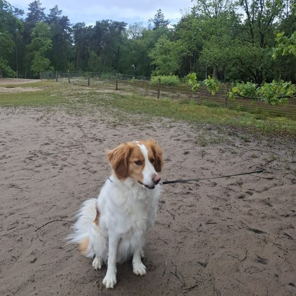 Mattie uit Rumpt zoekt een Hondenoppas