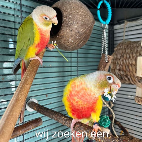 Kiwi en Mango uit Nieuw-Lekkerland zoekt een Vogeloppas