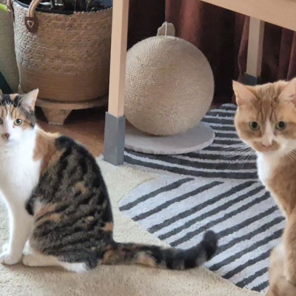 Jovi uit Heeze zoekt een Kattenoppas