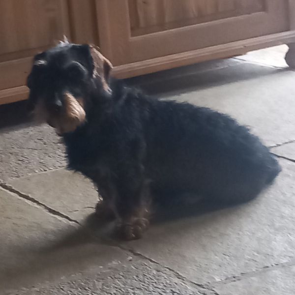 Huisdierenoppas G.T. uit De Heen