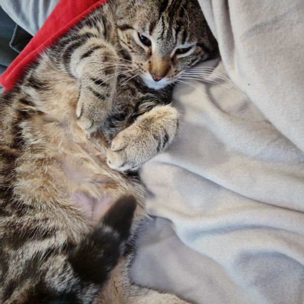 Mia, Mona Lisa uit Rozenburg zoekt een huisdierenoppas