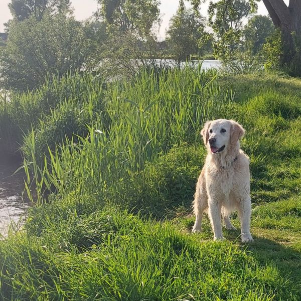 Lancelot uit Malden zoekt een Hondenoppas