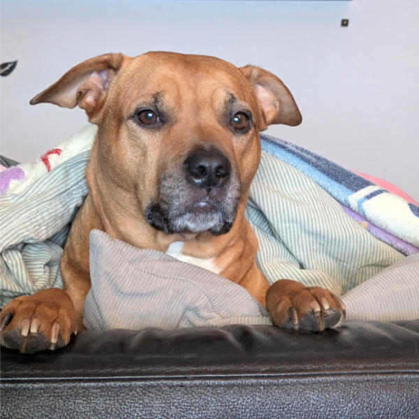 Rosy uit Amsterdam zoekt een Hondenoppas