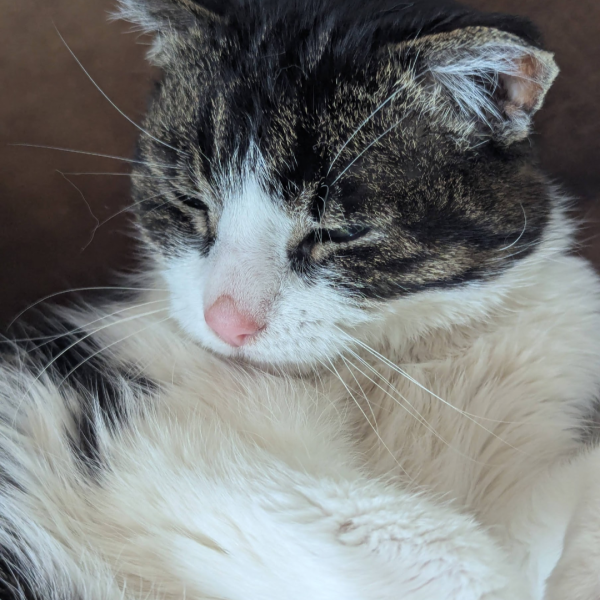 Mika uit Amersfoort zoekt een Kattenoppas