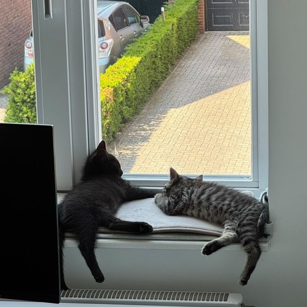 Tiegie, Biemer uit Haps zoekt een Kattenoppas