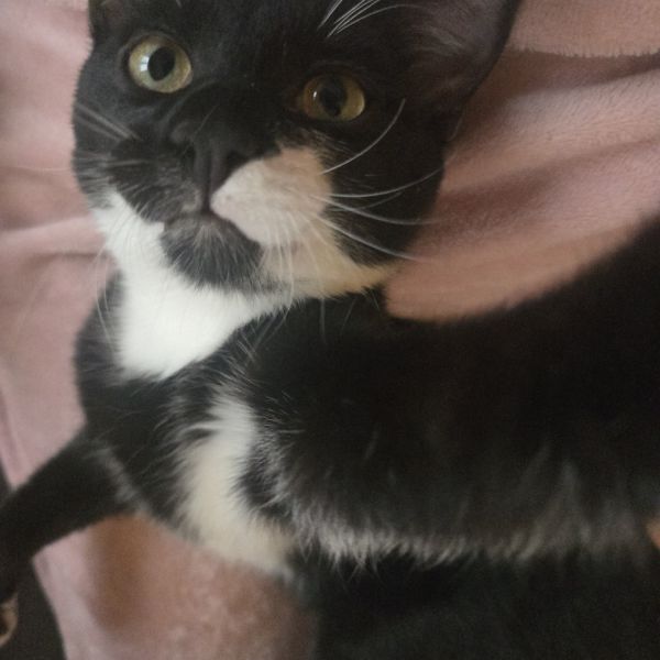 Loki, Miffy uit Sneek zoekt een Kattenoppas