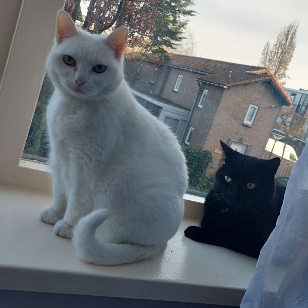 Luna en Jack uit Vlaardingen zoekt een Kattenoppas