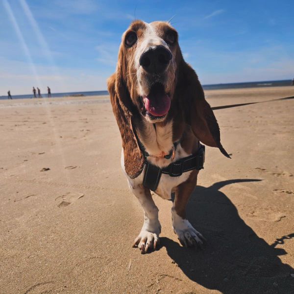 Daisy, Layla uit 'T Veld zoekt een Hondenoppas