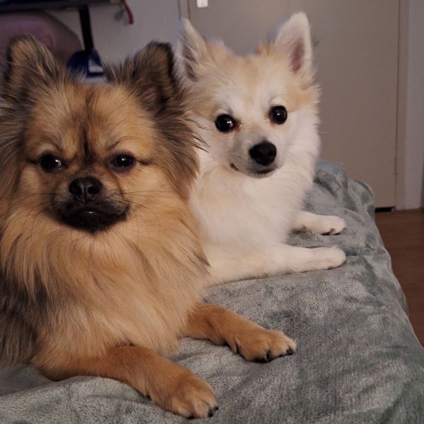 Harry en nina, Nina uit Heerlen zoekt een Hondenoppas