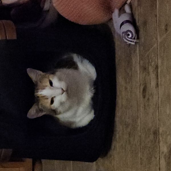 Lotty uit Amsterdam zoekt een Kattenoppas