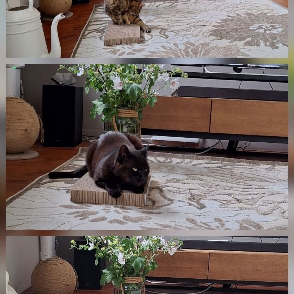 Lot uit Venebrugge zoekt een Kattenoppas